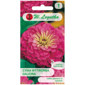 Cynia wytworna daliowa 'Illumination' – kwiaty różow